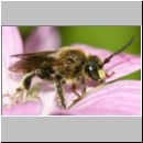 Macropis sp - Schenkelbiene m01d 9mm.jpg